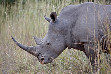 White rhinoceros (Ceratotherium simum), Kruger National Park, South Africa, Africa