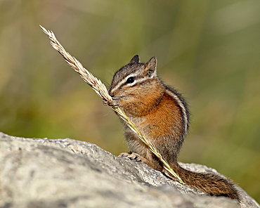 Yellow pine chipmunk (Eutamias amoenus) eating a grass head, Yellowstone National Park, Wyoming, United States of America, North America