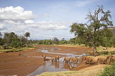 African elephant (Loxodonta africana) going to the Uaso Nyro River, Samburu National Reserve, Kenya, East Africa, Africa