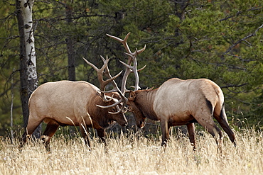 Two bull elk (Cervus canadensis) sparring during the rut, Jasper National Park, UNESCO World Heritage Site, Alberta, Canada, North America