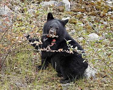 Black bear (Ursus americanus) cub eating Canadian gooseberry berries, Jasper National Park, Alberta, Canada, North America