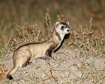 Black-footed ferret (American polecat) (Mustela nigripes) with a hair-dye marker to indicate that it was treated by the wildlife biologist, Buffalo Gap National Grassland, Conata Basin, South Dakota, United States of America, North America