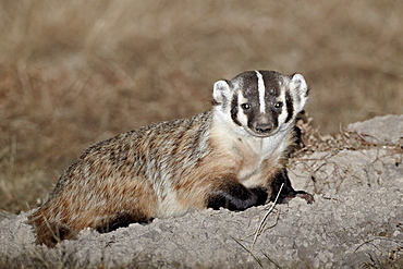 Badger (Taxidea taxus), Buffalo Gap National Grassland, Conata Basin, South Dakota, United States of America, North America