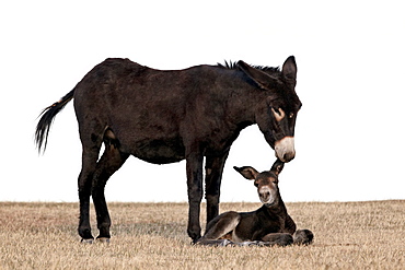 Wild burro (donkey) (Equus asinus) (Equus africanus asinus) jenny biting its foal's ear, Custer State Park, South Dakota, United States of America, North America