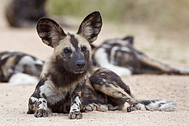 African wild dog (African hunting dog) (Cape hunting dog) (Lycaon pictus), Kruger National Park, South Africa, Africa