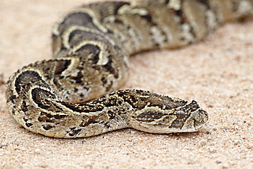 Puff adder (African puff adder) (common puff adder) (Bitis arietans), Kruger National Park, South Africa, Africa