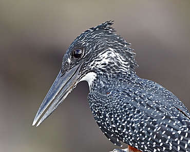 Giant kingfisher (Megaceryle maxima), Kruger National Park, South Africa, Africa