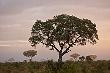 Trees in fog at dawn, Kruger National Park, South Africa, Africa