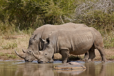 Two white rhinoceros (Ceratotherium simum) drinking, Kruger National Park, South Africa, Africa