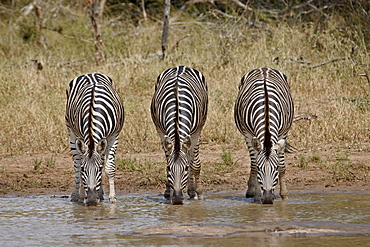 Three Chapman's zebra (Plains Zebra) (Equus burchelli antiquorum) drinking, Kruger National Park, South Africa, Africa