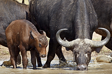 Cape buffalo (African buffalo) (Syncerus caffer) cow and calf drinking, Kruger National Park, South Africa, Africa