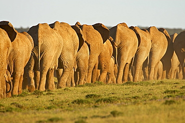 Line of African elephants (Loxodonta africana), Addo Elephant National Park, South Africa, Africa