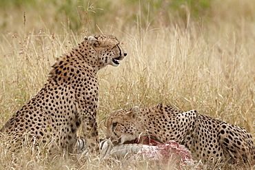 Two cheetah (Acinonyx jubatus) at a zebra kill, Kruger National Park, South Africa, Africa