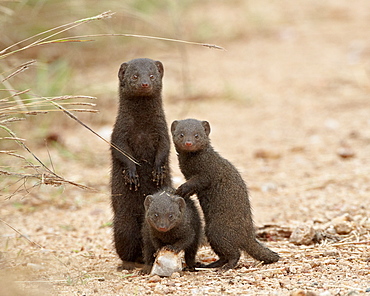 Three dwarf mongoose (Helogale parvula), Kruger National Park, South Africa, Africa