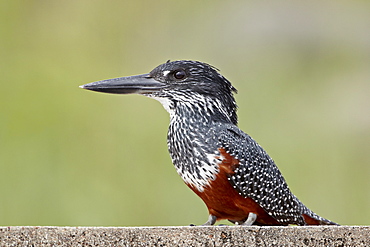 Giant kingfisher (Megaceryle maxima), Kruger National Park, South Africa, Africa