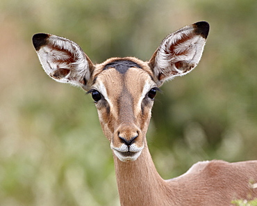 Young impala (Aepyceros melampus), Imfolozi Game Reserve, South Africa, Africa