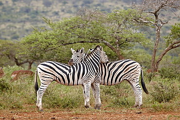 Two Chapman's zebra (plains zebra) (Equus burchelli antiquorum), Imfolozi Game Reserve, South Africa, Africa