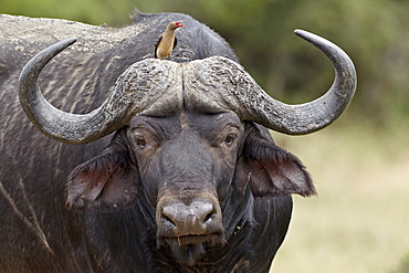 Red-billed oxpecker (Buphagus erythrorhynchus) on a Cape buffalo (African buffalo) (Syncerus caffer), Kruger National Park, South Africa, Africa