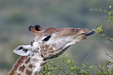 Cape giraffe (Giraffa camelopardalis giraffa) feeding, Imfolozi Game Reserve, South Africa, Africa