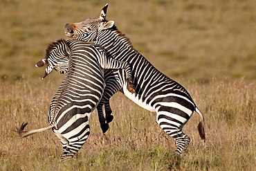 Cape mountain zebra (Equus zebra zebra) sparring, Mountain Zebra National Park, South Africa, Africa