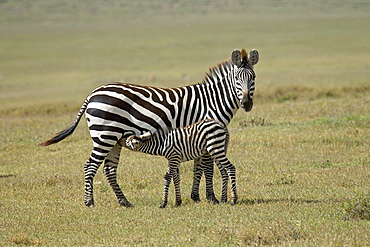 Grant's zebra (Plains Zebra) (Common Zebra) (Equus quagga boehmi) nursing, Ngorongoro Crater, Tanzania, East Africa, Africa