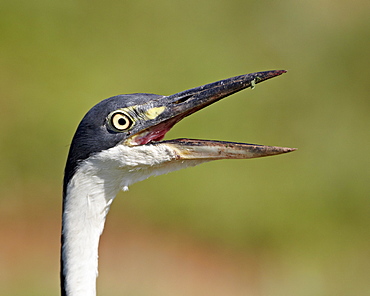 Black-headed heron (Ardea melanocephala) with its bill open, Addo Elephant National Park, South Africa, Africa