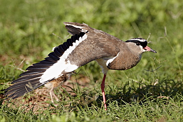 Crowned plover (crowned lapwing) (Vanellus coronatus) performing a broken-wing display, Addo Elephant National Park, South Africa, Africa