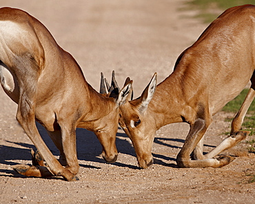 Two young red hartebeest (Alcelaphus buselaphus) sparring, Addo Elephant National Park, South Africa, Africa