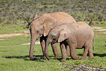 Two young African elephant (Loxodonta africana) tail, Addo Elephant National Park, South Africa, Africa