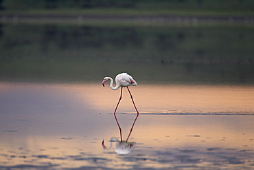 Greater flamingo (Phoenicopterus ruber) reflected in Lake Ndutu at sunset, Serengeti National Park, Tanzania, East Africa