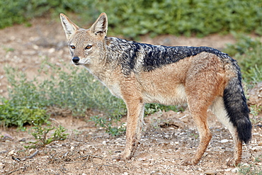 Black-backed jackal (silver-backed jackal) (Canis mesomelas), Addo Elephant National Park, South Africa, Africa