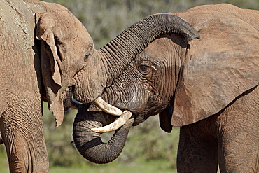 Two African elephant (Loxodonta africana), Addo Elephant National Park, South Africa, Africa