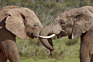 Two African elephant (Loxodonta africana) face to face, Addo Elephant National Park, South Africa, Africa