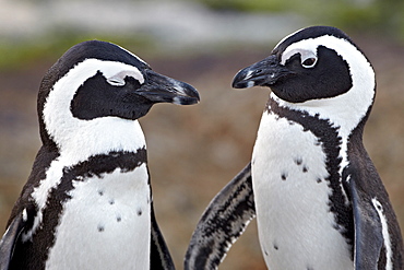 African penguin (Spheniscus demersus) pair, Simon's Town, South Africa, Africa