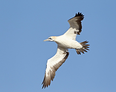 Cape gannet (Morus capensis) in flight, Bird Island, Lambert's Bay, South Africa, Africa