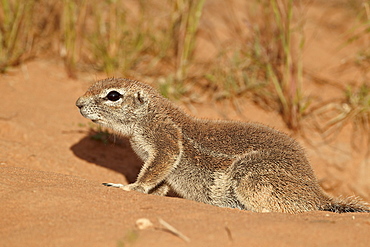 Cape ground squirrel (Xerus inauris), Kgalagadi Transfrontier Park, encompassing the former Kalahari Gemsbok National Park, South Africa, Africa