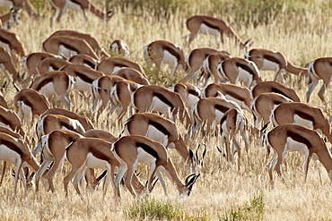 Springbok (Antidorcas marsupialis) herd, Kgalagadi Transfrontier Park, encompassing the former Kalahari Gemsbok National Park, South Africa, Africa