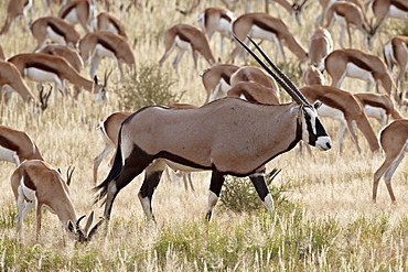 Gemsbok (South African oryx) (Oryx gazella) walking by a springbok (Antidorcas marsupialis) herd, Kgalagadi Transfrontier Park, encompassing the former Kalahari Gemsbok National Park, South Africa, Africa