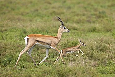 Grant's Gazelle (Gazella granti) mother and baby, Serengeti National Park, Tanzania, East Africa, Africa