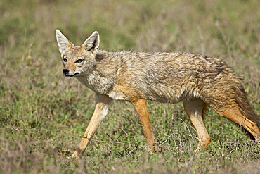 Golden jackal (Canis Aureus), Serengeti National Park, Tanzania, East Africa, Africa