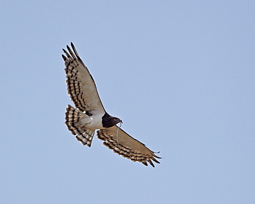 Black-breasted snake eagle (black-chested snake eagle) (Circaetus pectoralis) in flight with a snake, Kgalagadi Transfrontier Park, encompassing the former Kalahari Gemsbok National Park, South Africa, Africa