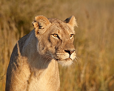 Lioness (Panthera leo), Kgalagadi Transfrontier Park, encompassing the former Kalahari Gemsbok National Park, South Africa, Africa