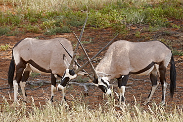 Two gemsbok (South African oryx) (Oryx gazella) sparring, Kgalagadi Transfrontier Park, encompassing the former Kalahari Gemsbok National Park, South Africa, Africa