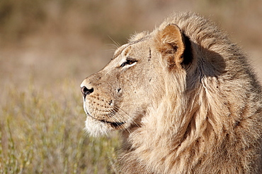 Lion (Panthera leo), Kgalagadi Transfrontier Park, encompassing the former Kalahari Gemsbok National Park, South Africa, Africa