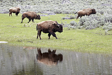 Bison (Bison bison) reflected in a pond, Yellowstone National Park, UNESCO World Heritage Site, Wyoming, United States of America, North America