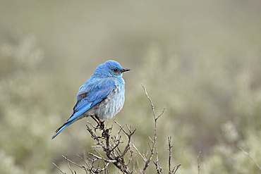 Male mountain bluebird (Sialia currucoides), Yellowstone National Park, UNESCO World Heritage Site, Wyoming, United States of America, North America