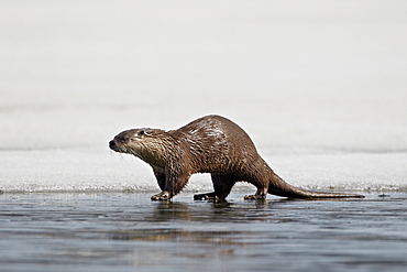 River Otter (Lutra canadensis) on frozen Yellowstone Lake, Yellowstone National Park, Wyoming, United States of America, North America