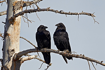 Common raven (Corvus corax) pair, Yellowstone National Park, Wyoming, United States of America, North America