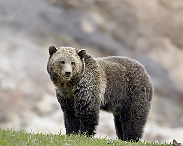 Grizzly bear (Ursus arctos horribilis), Yellowstone National Park, Wyoming, United States of America, North America