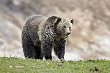 Grizzly bear (Ursus arctos horribilis), Yellowstone National Park, Wyoming, United States of America, North America